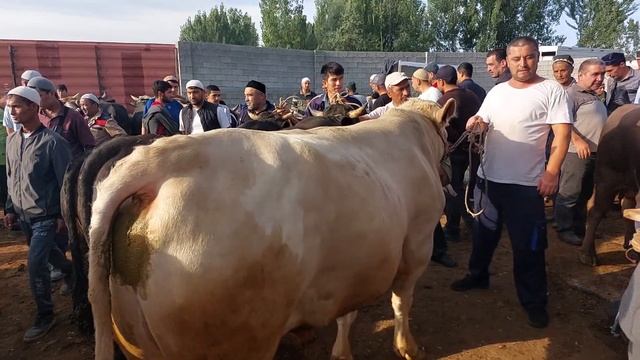 Uychi tumani Yorqõrģon mol bozori Semiz va boqma buqalar narhari 25.05.2023yil смотреть онлайн