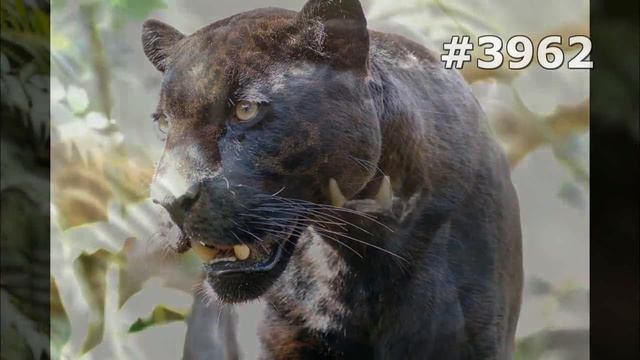 #3962. Пантеры (В мире животных)