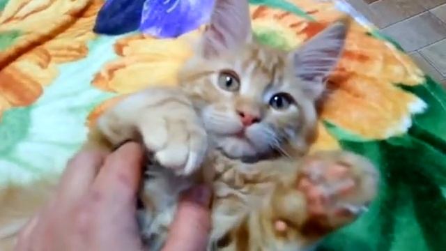 Красный солид (d) кот Мейн-кун 3 месяца смотреть онлайн