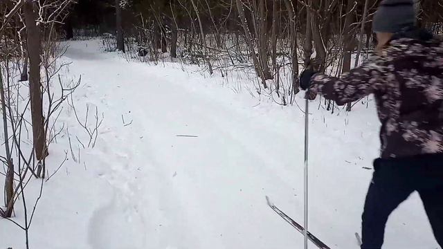 Зимний лес.Встреча... смотреть онлайн