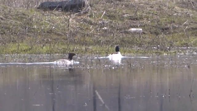 Mergus merganser Большой крохаль смотреть онлайн