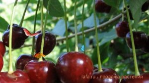 Вишня обыкновенная Жуковская (zhukovskaya) ? обзор: как сажать, саженцы вишни Жуковская