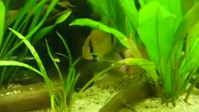 Akara Z Maroni Narybek 2