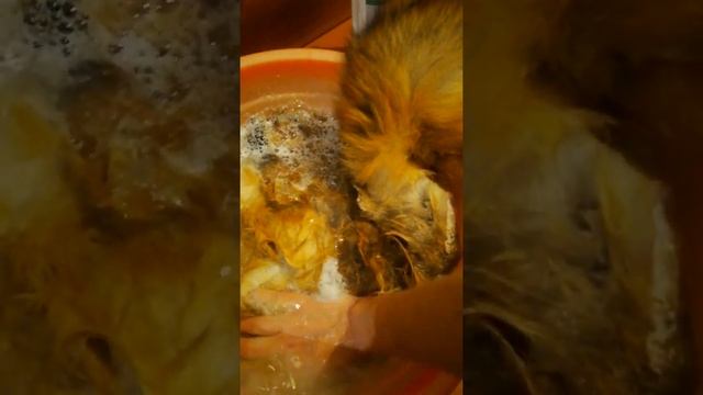 Выделка шкурки лисы 1 смотреть онлайн