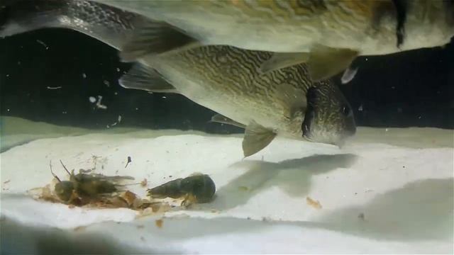 Minekop Akvaryumu 1 ( Umbrina cirrosa ) смотреть онлайн