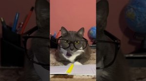 ЕСЛИ БЫ КОТИКИ ХОДИЛИ В ШКОЛУ - ИГРА