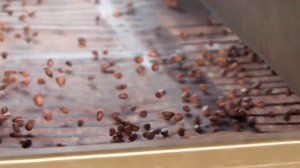 Производство кедрового ореха / Pine nuts processing (From Wild)