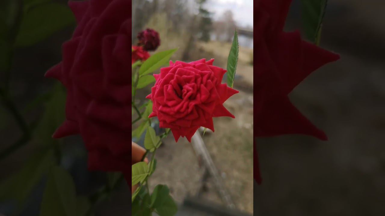 Моя роза кордана цветет и пахнет смотреть онлайн