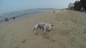 Wongamat Privacy Residence 2016