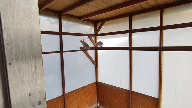 Такля белые Отец и Сын 20.11.2023 год.Германия