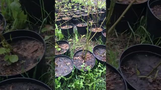 Саженцы парковой розы «Тереза Багнет» смотреть онлайн