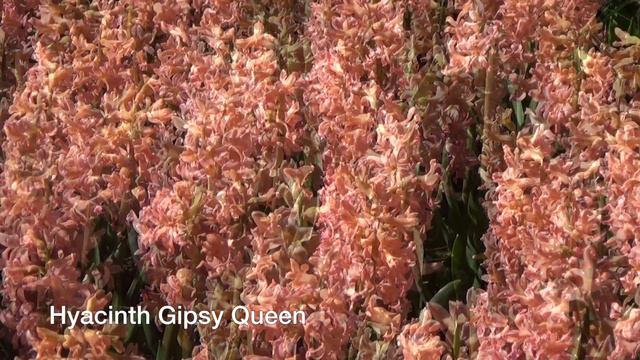 Hyacinth Gipsy Queen - Hyacinth Bulbs From Holland