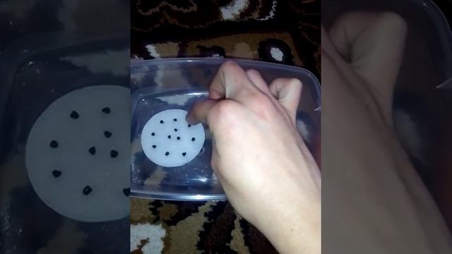 Папайя из семян,экзотический фрукт, в средней полосе России смотреть онлайн