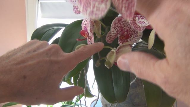 Phalaenopsis Orchid March 2018 Update смотреть онлайн