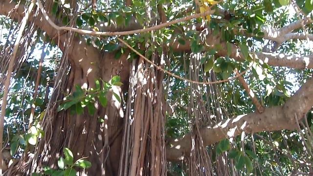 Фикус ГИГАНТ смотреть онлайн