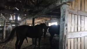 Кроем первый раз молодую кобылу. Трудная случка. Кобылка в охоте не поддается жеребцу