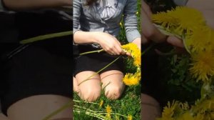 МастерКласс как плести ободок из одуванчиков