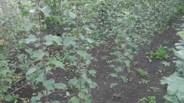 Как выбрать саженцы плодовых деревьев и правильно спроектировать свой сад. смотреть онлайн