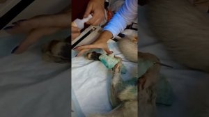 Дружок. Обработка ран и промывка дренажа