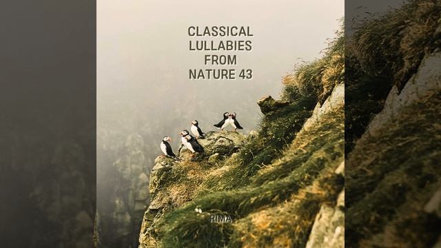 Beethoven : Piano Sonata No.27 In E Minor Op.90 - II. Nicht Zu Geschwind Und Sehr Singbar... смотреть онлайн