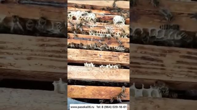 ОТЗЫВ КЛИЕНТА. ВОЩИНА МАГАС ЛИТАЯ. Акция в конце видео. смотреть онлайн