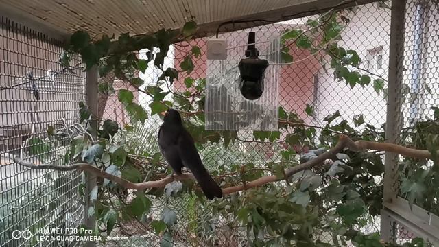 Чёрный дрозд (2)260220 смотреть онлайн