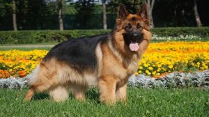 Собака скулит от скуки (Звук немецкой овчарки) | (2 Секунды)