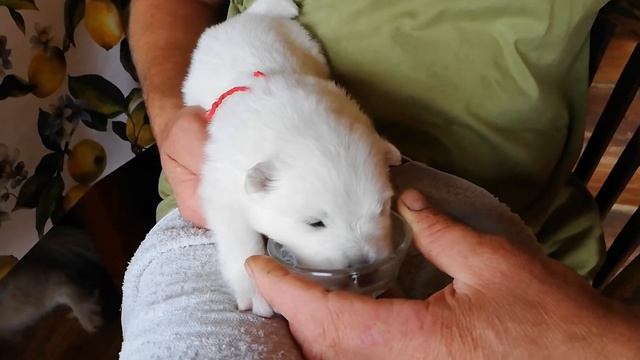 Щенок и кефирчик