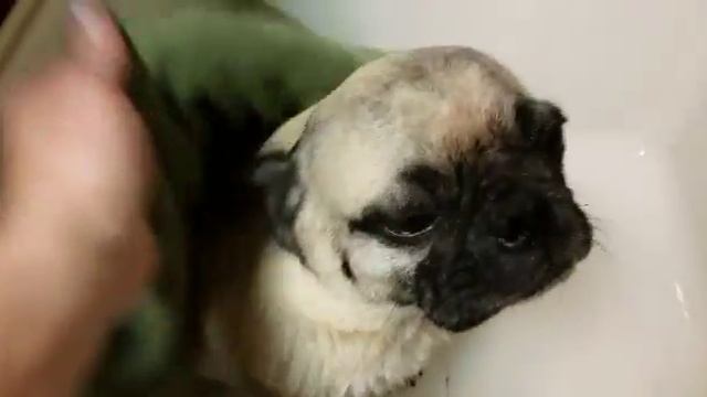 США -МОЕМ МОПСА ОБЗОР СРЕДСТВ ПО УХОДУ ЗА ШЕВЕЛЮРОЙ смотреть онлайн