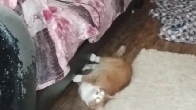 Пробую тренировку от Синди Кроуфорд!,??(workout number 1) смотреть онлайн