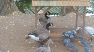 Канадская казарка