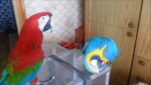 Попугаи ара дома дерутся,разговаривают._Macaw parrots fight, talk.mp4