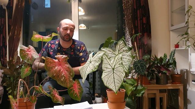 Caladium (White Christmas & Red Flash)