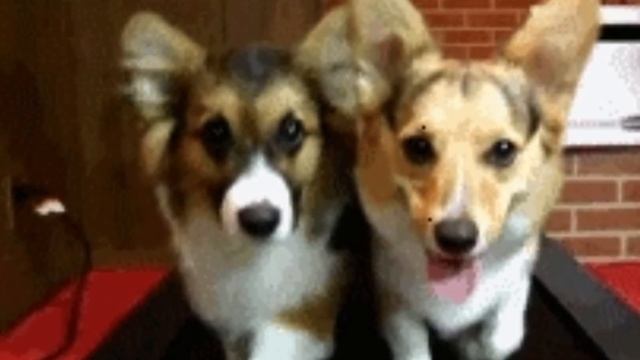 Piyoda yurishni foydalari смотреть онлайн