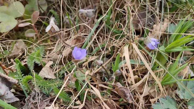 О том, как Никины лесные трофеи повлияли на темп малярных работ смотреть онлайн