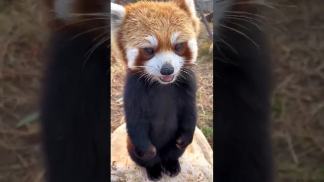 Красная Малая ПАНДА - Red Little PANDA #shorts смотреть онлайн