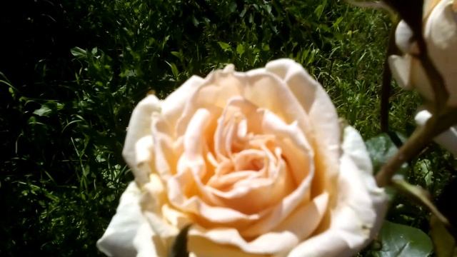 Красивые розовые Розы - ROSES смотреть онлайн