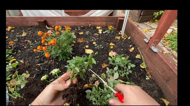 Осенняя посадка роз | Роза Кордана смотреть онлайн