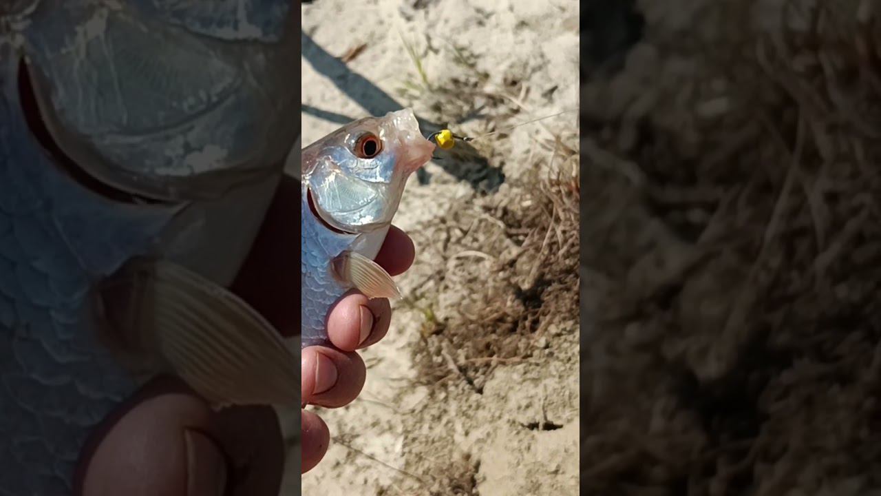 Плотва на шарик из пенополиуретана смотреть онлайн