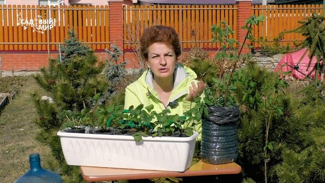 Саженцы по почте. Что делать до посадки? смотреть онлайн