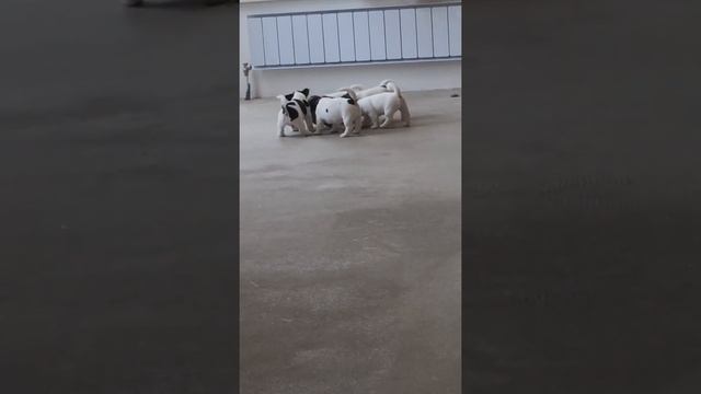 Jack Russell terrier Джек Рассел терьер 1,5 месяца смотреть онлайн