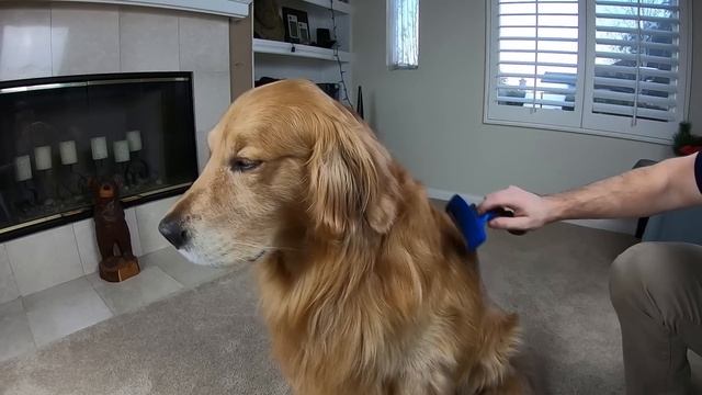 Golden Retriever Furminator DeShedding Review | Oshies World смотреть онлайн