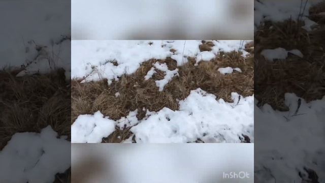 Как охотничьи собаки реагируют на лошадей смотреть онлайн