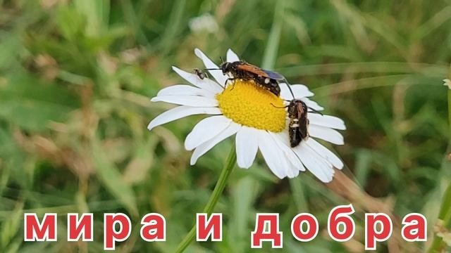 Мира и добра!.mp4 смотреть онлайн
