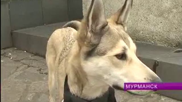 Традиционная акция «Ищу человека» проводится ежемесячно смотреть онлайн