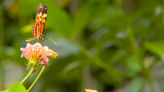 КРАСИВЫЕ ЦВЕТЫ И БАБОЧКИ смотреть онлайн