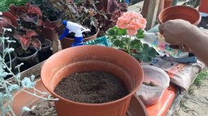 ПЕЛАРГОНИЯ ПЫШНОЕ ЦВЕТЕНИЕ ?СЕКРЕТ ухода за Пеларгонией/Геранью