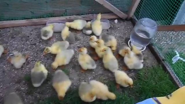Выращивание гусей в домашних условмях Наглые гусиные морды смотреть онлайн