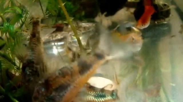 Сомик коридорас крапчатый. смотреть онлайн