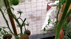 Томаты черная груша